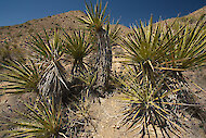 Yucca schidigera, nel suo habitat naturale 