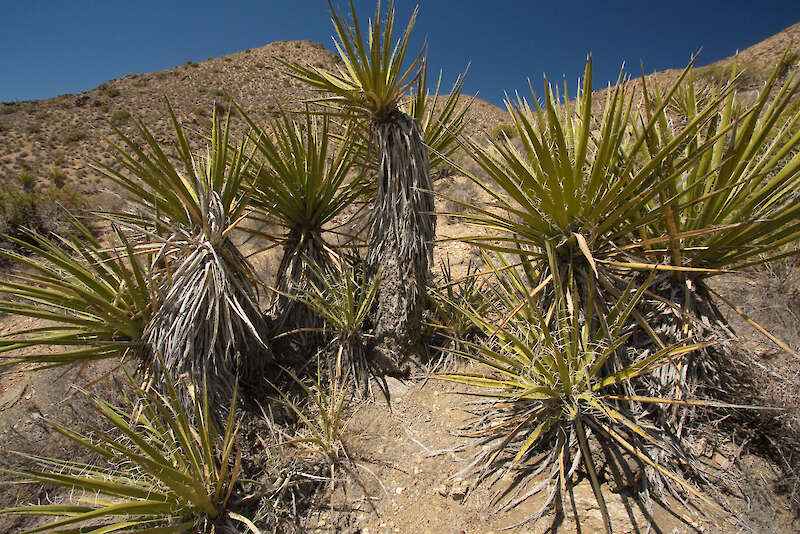 Yucca schidigera, nel suo habitat naturale — Karel Štípek, Austria