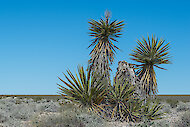 Foglie affilate, simili a una spada, di Mojave yucca, Nevada 