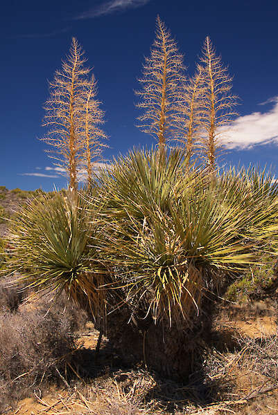 Mojave yucca pianta, Parco nazionale di Joshua Tree, California — Karel Štípek, Austria