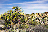 Yucca schidigera, noto anche come Mojave yucca o pugnale spagnolo, nel suo habitat naturale 