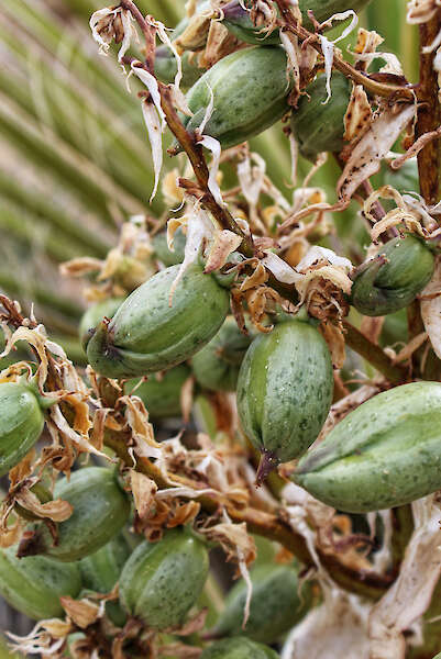 Fonte di semi di Yucca schidigera, comunemente Mojave yucca — Jared Quentin, Stati Uniti