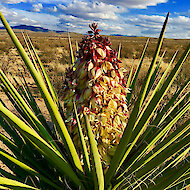 Mojave yucca nel deserto di Chihuahua, Texas occidentale 